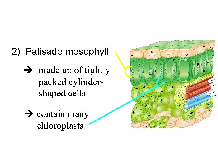 2) Palisade mesophyll made up of tightly packed cylindershaped cells contain many chloroplasts 