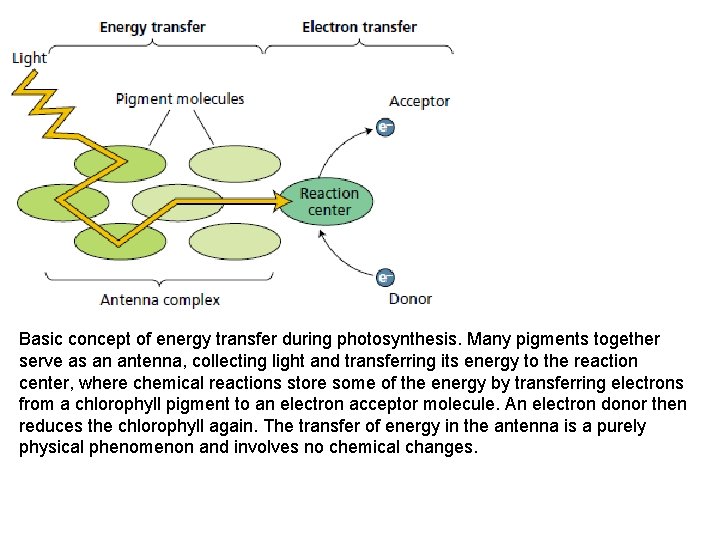 Basic concept of energy transfer during photosynthesis. Many pigments together serve as an antenna,