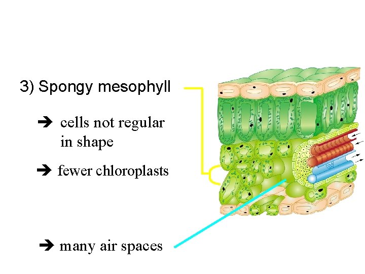 3) Spongy mesophyll cells not regular in shape fewer chloroplasts many air spaces 