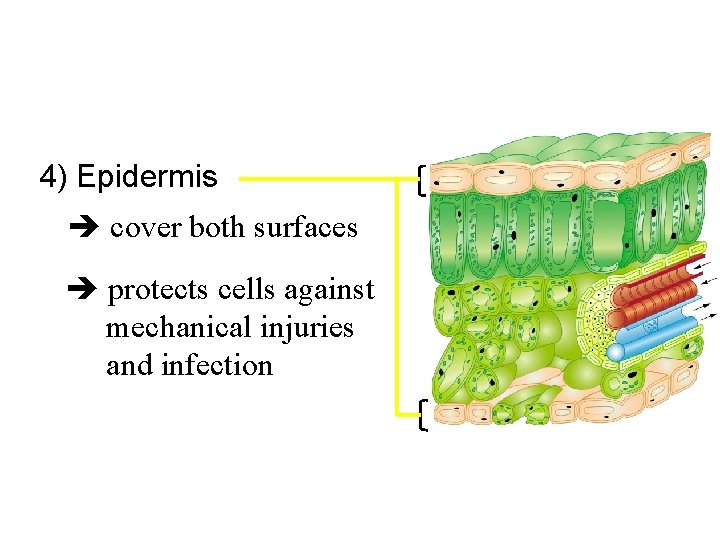 4) Epidermis cover both surfaces protects cells against mechanical injuries and infection 