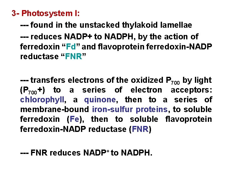 3 - Photosystem I: --- found in the unstacked thylakoid lamellae --- reduces NADP+