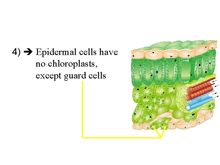 4) Epidermal cells have no chloroplasts, except guard cells 