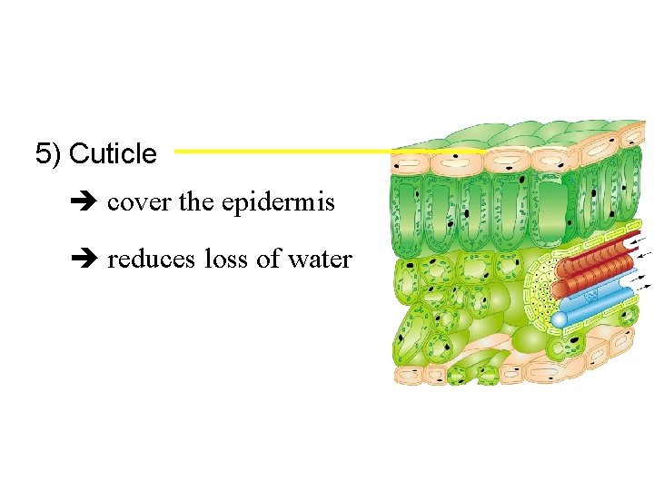 5) Cuticle cover the epidermis reduces loss of water 