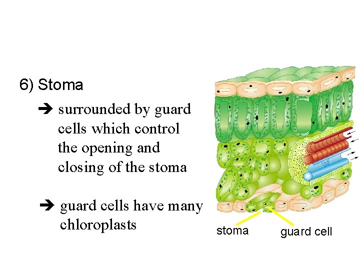 6) Stoma surrounded by guard cells which control the opening and closing of the