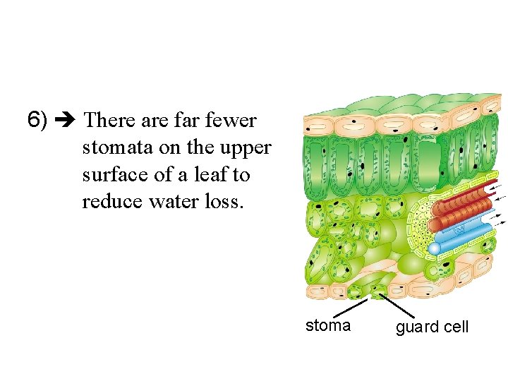 6) There are far fewer stomata on the upper surface of a leaf to