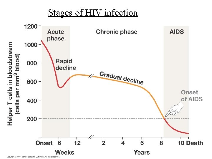 Stages of HIV infection 