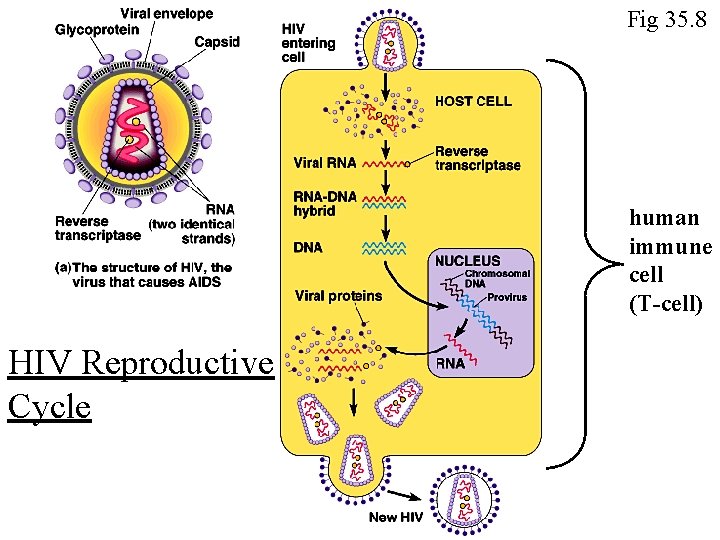 Fig 35. 8 human immune cell (T-cell) HIV Reproductive Cycle 