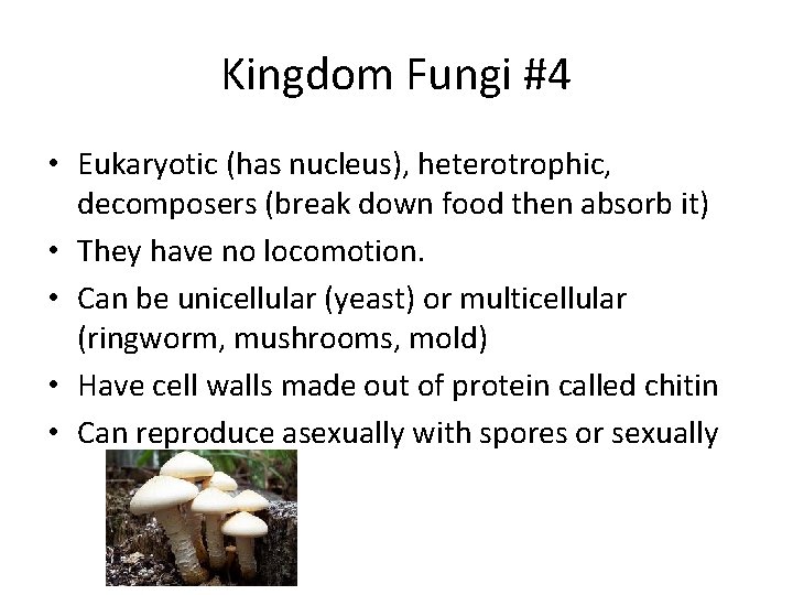 Kingdom Notes Kingdom Archaebacteria 1 Unicellular prokaryotes no