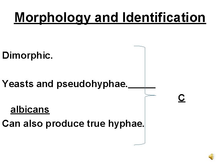 Morphology and Identification Dimorphic. Yeasts and pseudohyphae. C albicans Can also produce true hyphae.