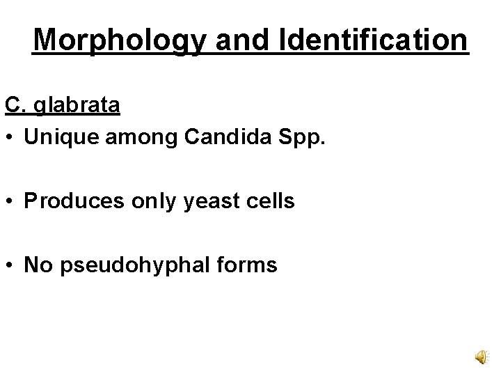 Morphology and Identification C. glabrata • Unique among Candida Spp. • Produces only yeast
