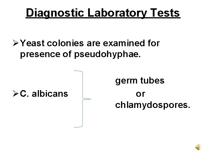 Diagnostic Laboratory Tests Ø Yeast colonies are examined for presence of pseudohyphae. Ø C.