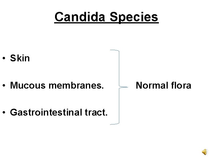 Candida Species • Skin • Mucous membranes. • Gastrointestinal tract. Normal flora 