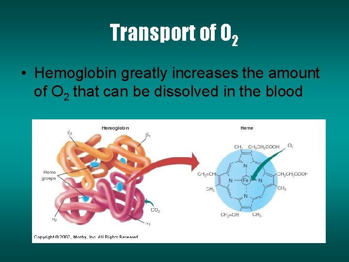 Transport of O 2 • Hemoglobin greatly increases the amount of O 2 that