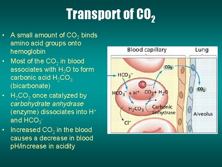 Transport of CO 2 • A small amount of CO 2 binds amino acid