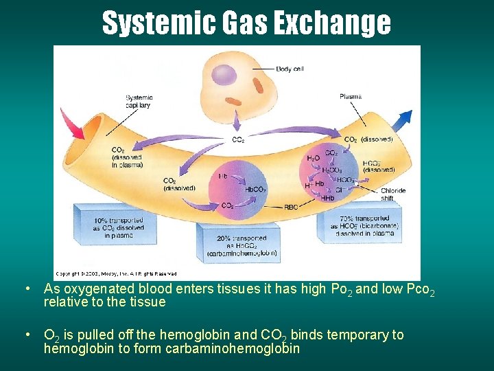 Systemic Gas Exchange • As oxygenated blood enters tissues it has high Po 2
