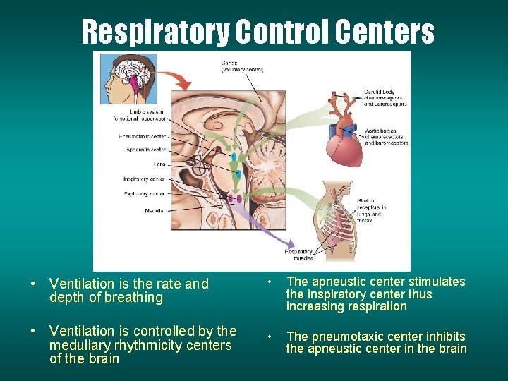 Respiratory Control Centers • Ventilation is the rate and depth of breathing • The
