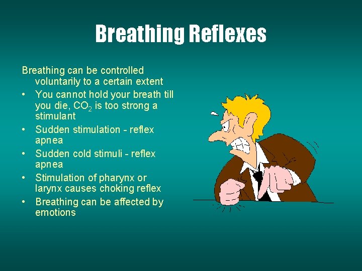 Breathing Reflexes Breathing can be controlled voluntarily to a certain extent • You cannot
