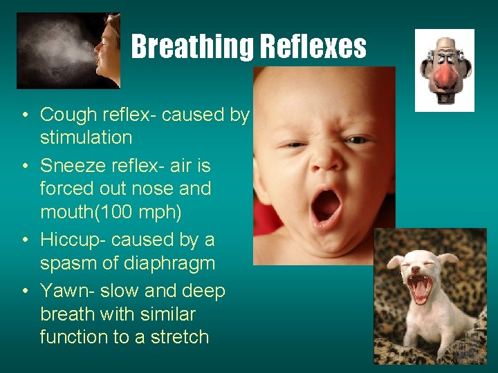 Breathing Reflexes • Cough reflex- caused by stimulation • Sneeze reflex- air is forced