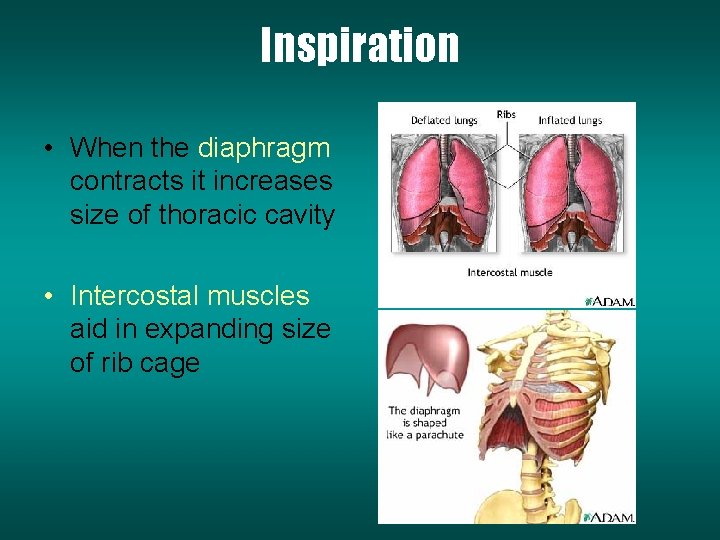 Inspiration • When the diaphragm contracts it increases size of thoracic cavity • Intercostal