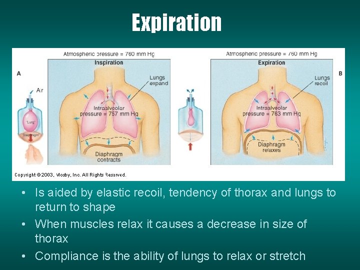Expiration • Is aided by elastic recoil, tendency of thorax and lungs to return