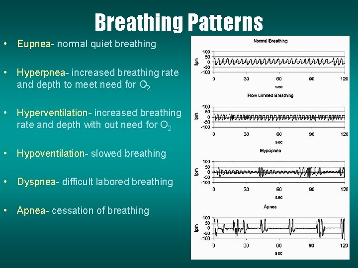 Breathing Patterns • Eupnea- normal quiet breathing • Hyperpnea- increased breathing rate and depth