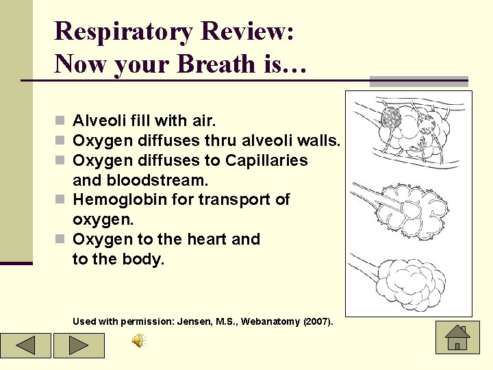 Respiratory Review: Now your Breath is… n Alveoli fill with air. n Oxygen diffuses