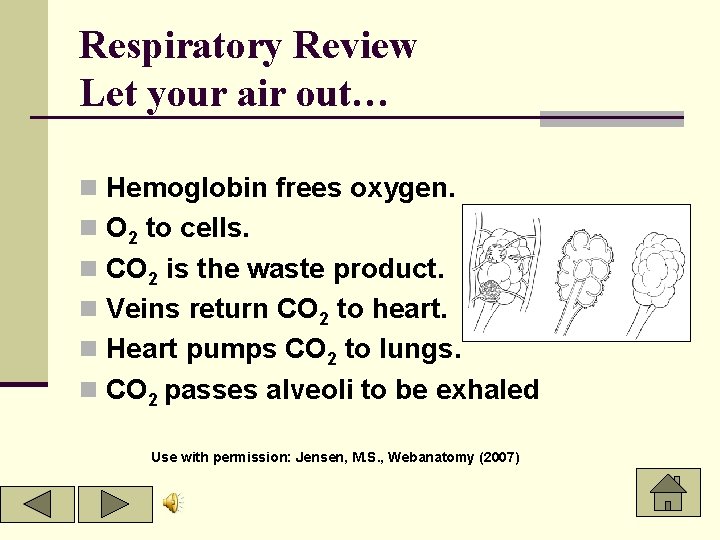 Respiratory Review Let your air out… n Hemoglobin frees oxygen. n O 2 to