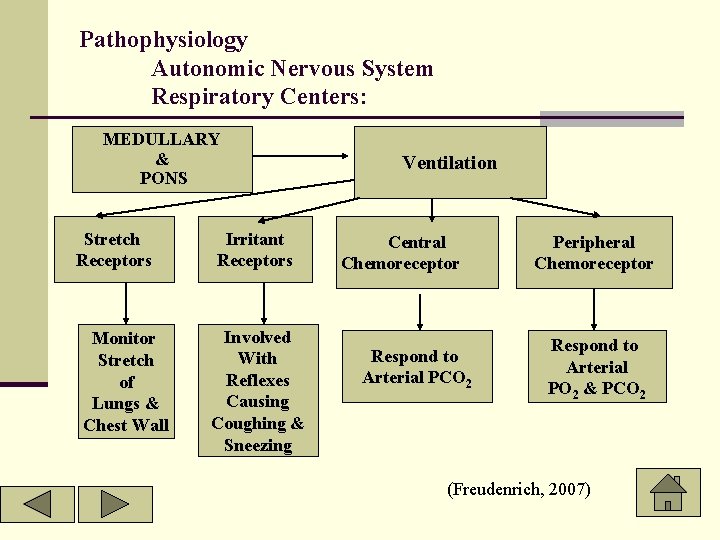 Pathophysiology Autonomic Nervous System Respiratory Centers: MEDULLARY & PONS Stretch Receptors Monitor Stretch of