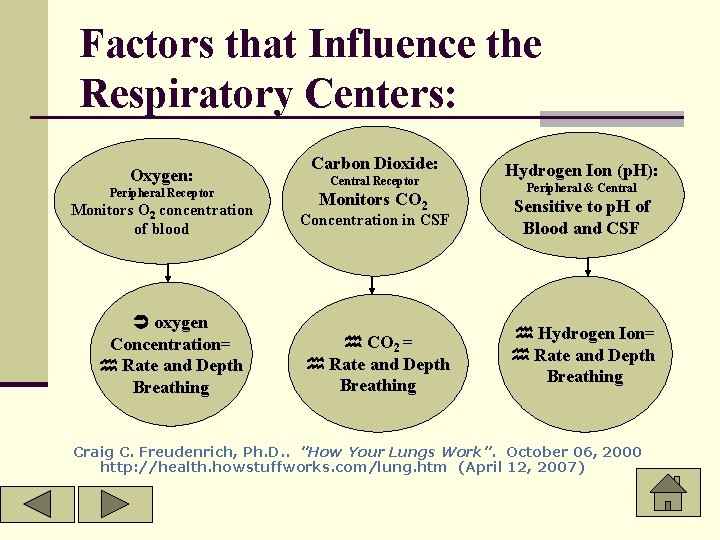 Factors that Influence the Respiratory Centers: Oxygen: Peripheral Receptor Monitors O 2 concentration of