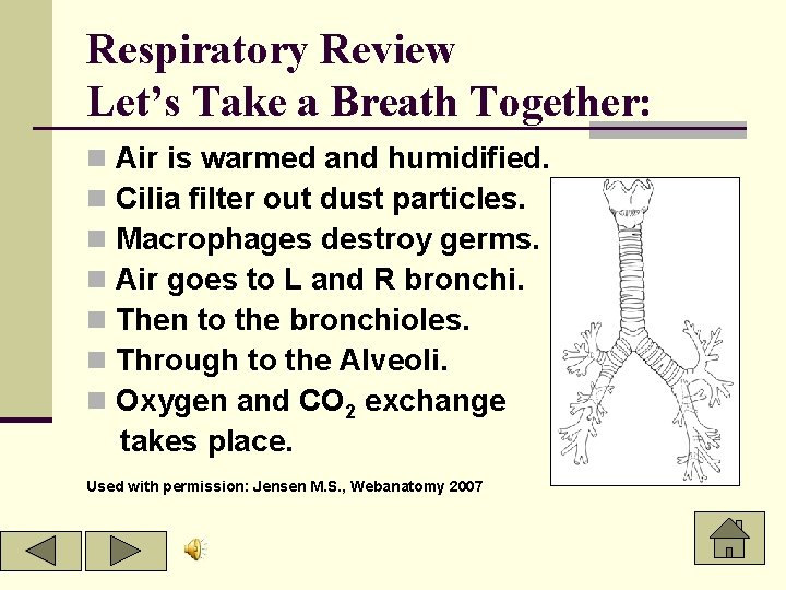 Respiratory Review Let’s Take a Breath Together: n n n n Air is warmed