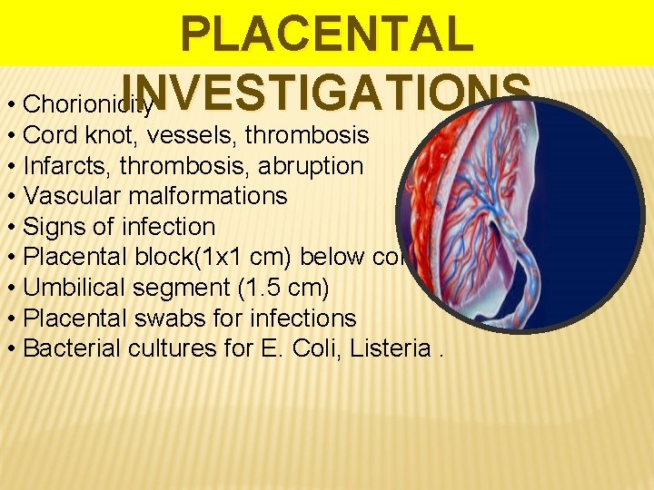 PLACENTAL INVESTIGATIONS • Chorionicity • Cord knot, vessels, thrombosis • Infarcts, thrombosis, abruption •