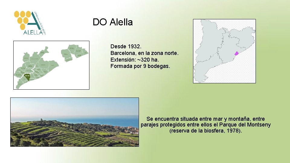 DO Alella Desde 1932. Barcelona, en la zona norte. Extensión: ~320 ha. Formada por