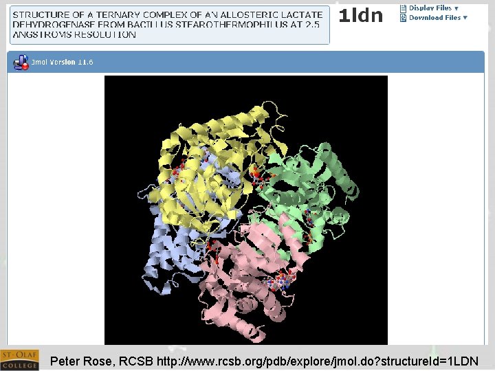 Peter Rose, RCSB http: //www. rcsb. org/pdb/explore/jmol. do? structure. Id=1 LDN 