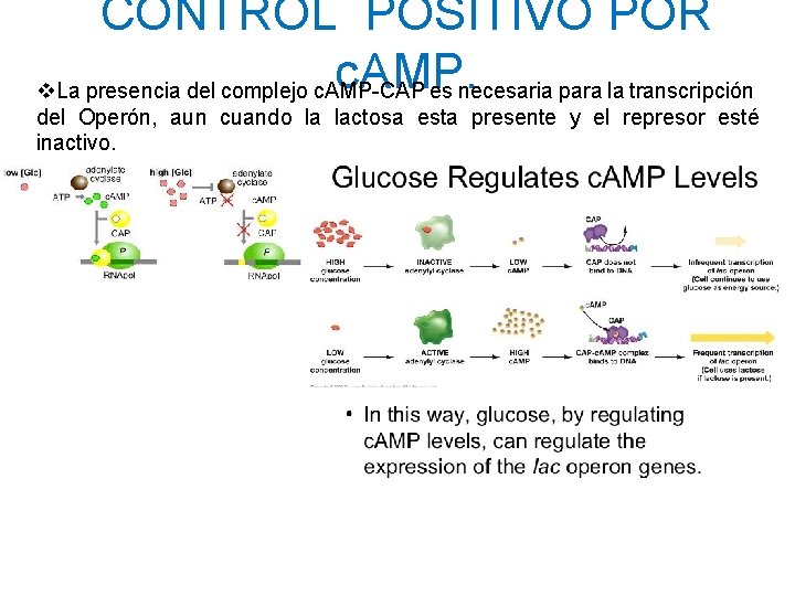 CONTROL POSITIVO POR c. AMP. v. La presencia del complejo c. AMP-CAP es necesaria