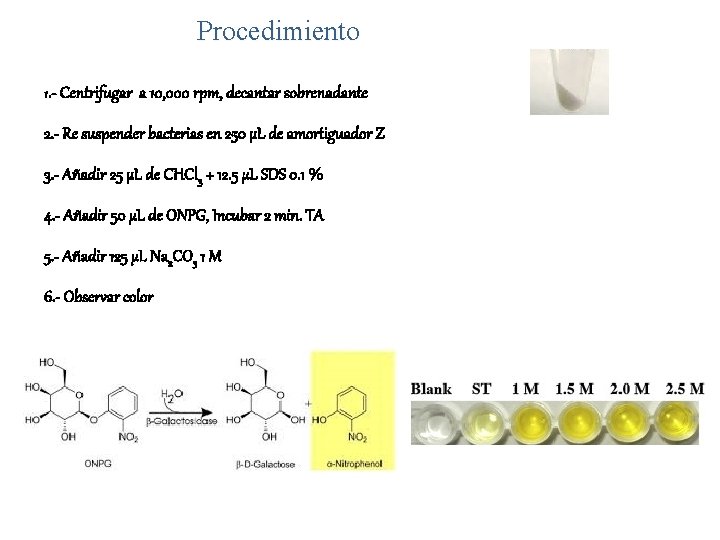 Procedimiento 1. - Centrifugar a 10, 000 rpm, decantar sobrenadante 2. - Re suspender