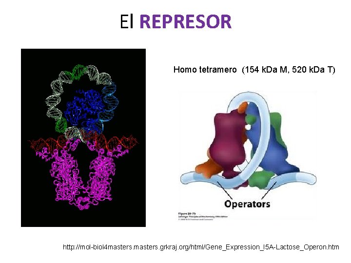 El REPRESOR Homo tetramero (154 k. Da M, 520 k. Da T) http: //mol-biol