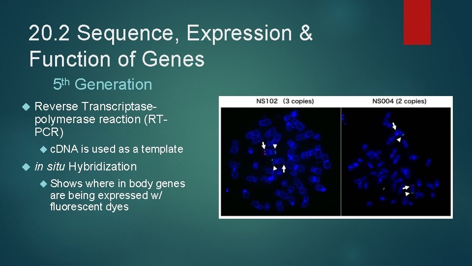 20. 2 Sequence, Expression & Function of Genes 5 th Generation Reverse Transcriptasepolymerase reaction