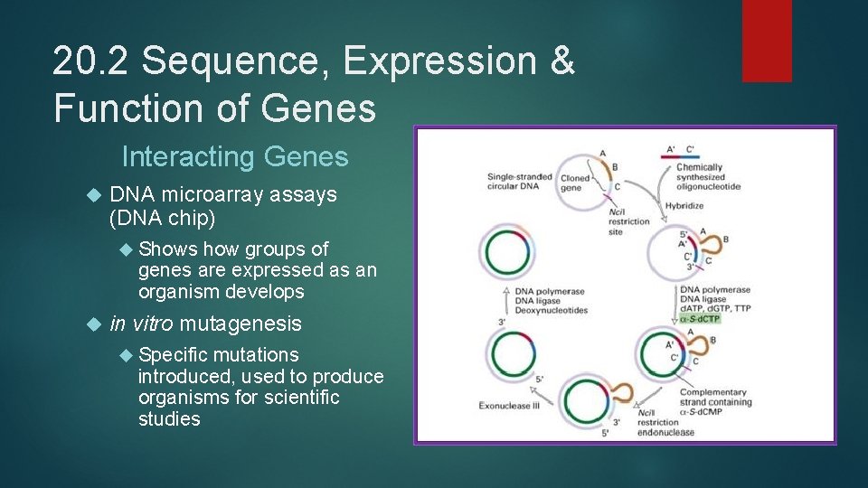 20. 2 Sequence, Expression & Function of Genes Interacting Genes DNA microarray assays (DNA
