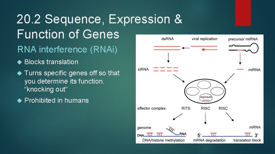 20. 2 Sequence, Expression & Function of Genes RNA interference (RNAi) Blocks translation Turns