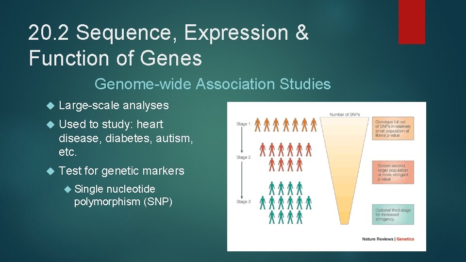 20. 2 Sequence, Expression & Function of Genes Genome-wide Association Studies Large-scale analyses Used
