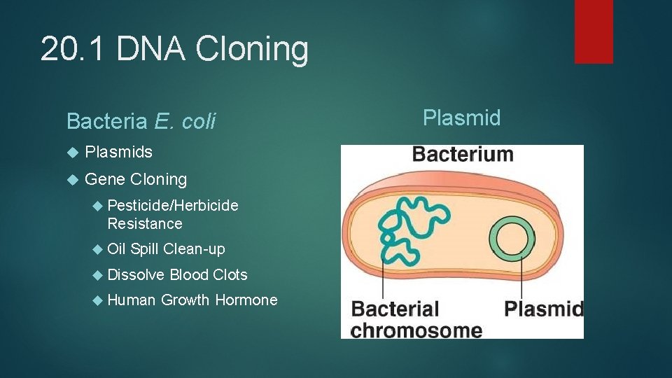 20. 1 DNA Cloning Bacteria E. coli Plasmids Gene Cloning Pesticide/Herbicide Resistance Oil Spill