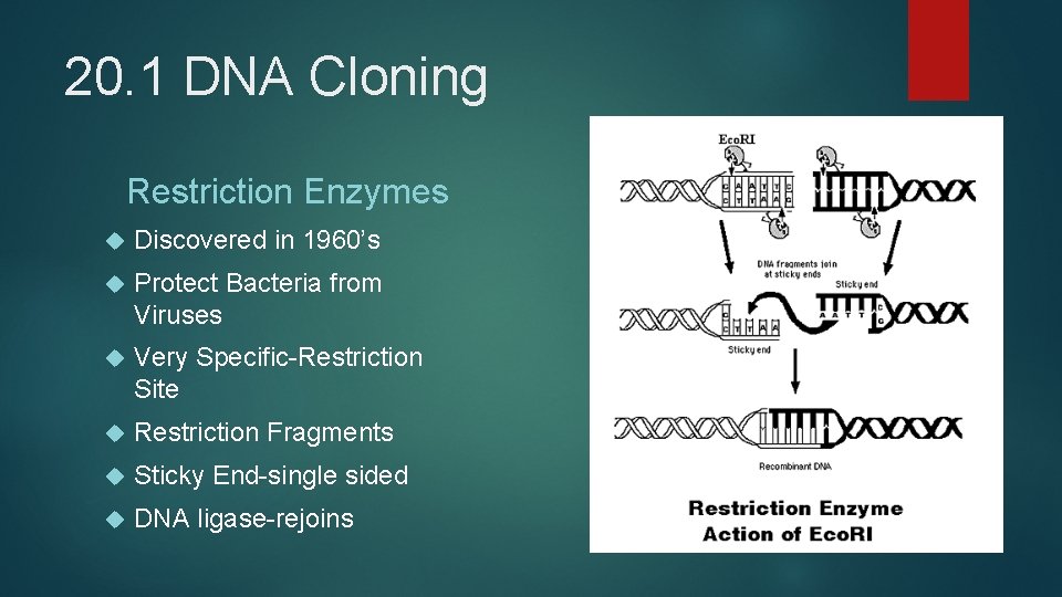 20. 1 DNA Cloning Restriction Enzymes Discovered in 1960’s Protect Bacteria from Viruses Very