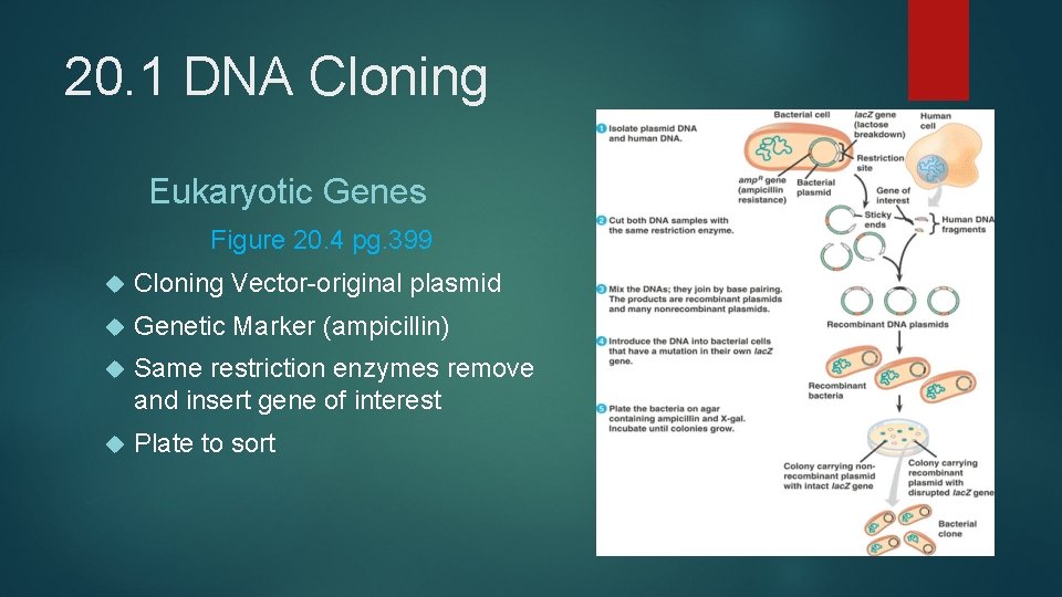 20. 1 DNA Cloning Eukaryotic Genes Figure 20. 4 pg. 399 Cloning Vector-original plasmid