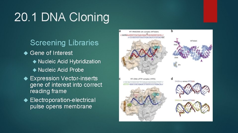 20. 1 DNA Cloning Screening Libraries Gene of Interest Nucleic Acid Hybridization Nucleic Acid