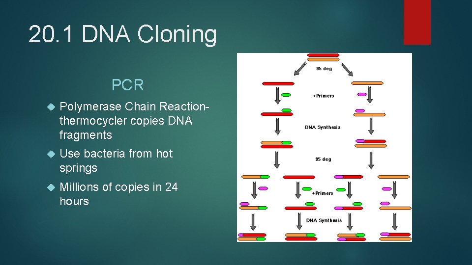 20. 1 DNA Cloning PCR Polymerase Chain Reactionthermocycler copies DNA fragments Use bacteria from
