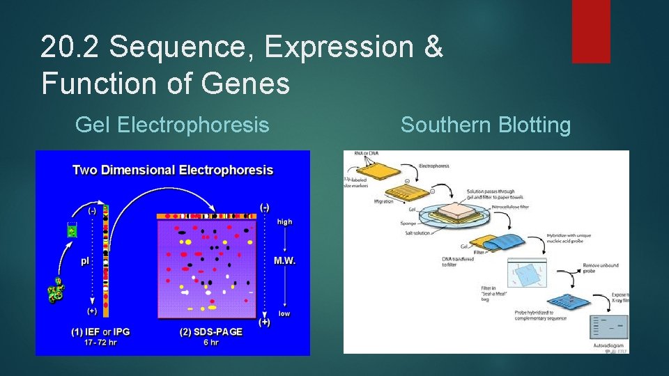 20. 2 Sequence, Expression & Function of Genes Gel Electrophoresis Southern Blotting 