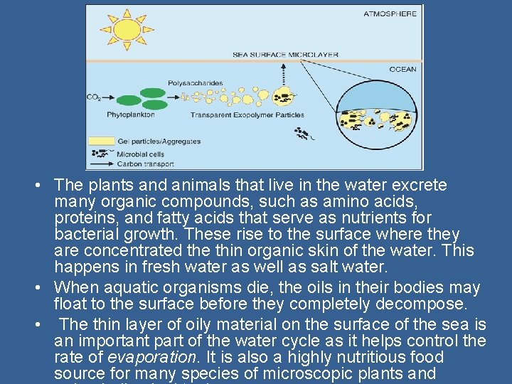  • The plants and animals that live in the water excrete many organic