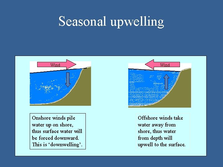 Seasonal upwelling Wind Onshore winds pile water up on shore, thus surface water will
