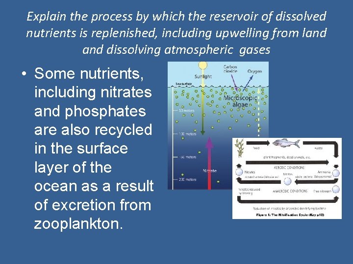 Explain the process by which the reservoir of dissolved nutrients is replenished, including upwelling