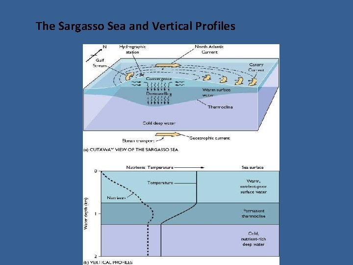 The Sargasso Sea and Vertical Profiles 